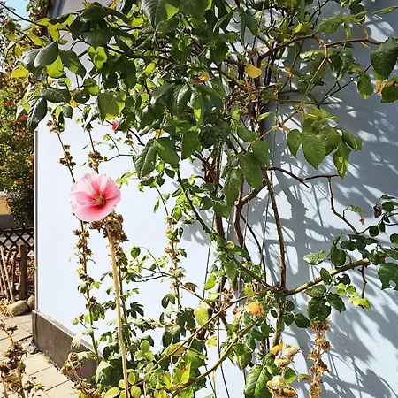 Vakantiehuis Historic Charm In Marstal-by Traum *